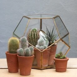 Pentagon Terrarium With Tray Base 11 Pentagon Terrarium With Tray Base -KANG Plants Shop pr2000037499 card5 lg