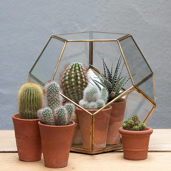 Pentagon Terrarium With Tray Base 7 Pentagon Terrarium With Tray Base - Image 5