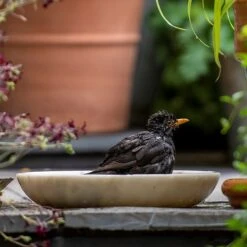 Turned White Marble Bird Bowl -KANG Plants Shop pr2000037501 card7 lg
