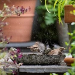Turned Green Marble Bird Bowl 17 Turned Green Marble Bird Bowl -KANG Plants Shop pr2000037502 card7 lg