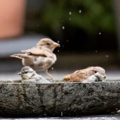 Turned Green Marble Bird Bowl 18 Turned Green Marble Bird Bowl -KANG Plants Shop pr2000037502 card8 lg