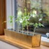 Brass Windowsill Tray With 6 Grow Pods 2 Brass Windowsill Tray With 6 Grow Pods -KANG Plants Shop pr2000037506