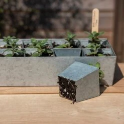 Galvanised Tray With 12 Large Grow Pods 10 Galvanised Tray With 12 Large Grow Pods -KANG Plants Shop pr2000037508 card2 lg
