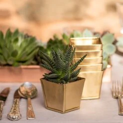 Brass Pots - Set Of 6 -KANG Plants Shop pr2000037511 card6 lg