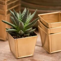 Brass Pots - Set Of 6 -KANG Plants Shop pr2000037511 card8 lg