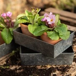Grow Trays Portrait - Set Of 3 8 Grow Trays Portrait - Set Of 3 -KANG Plants Shop pr2000037536 card2 lg