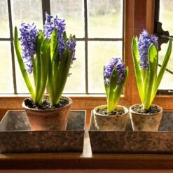 Grow Trays Landscape - Set Of 3 -KANG Plants Shop pr2000037537 card6 lg