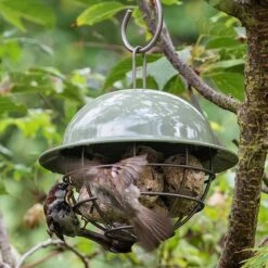 Birdie Fat Snax Feeder - Crocus Green -KANG Plants Shop pr2000037554 card4 lg