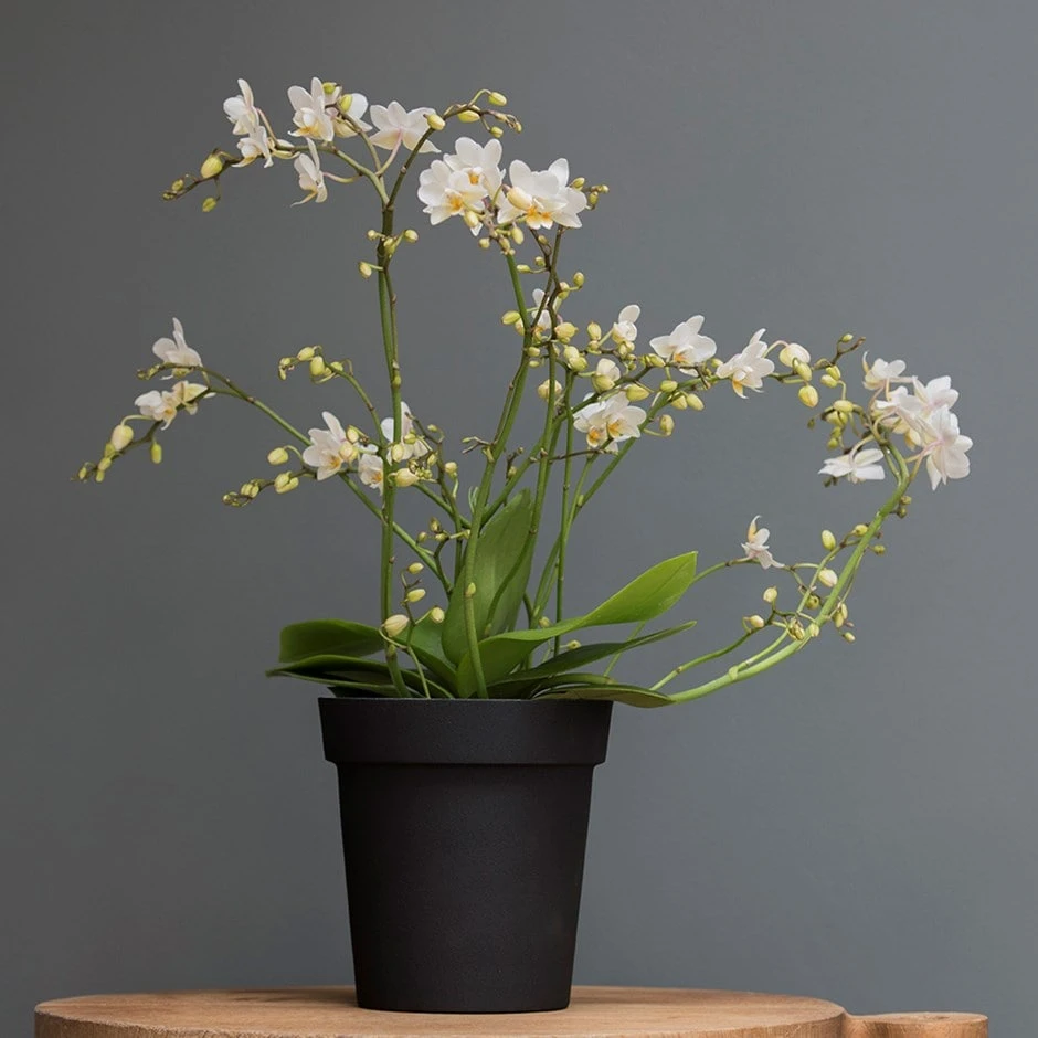 Charcoal Metal Plant Pot Cover With Enamel Interior 3 Charcoal Metal Plant Pot Cover With Enamel Interior