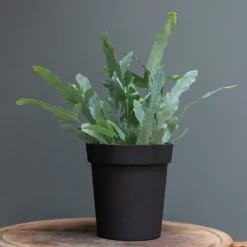 Charcoal Metal Plant Pot Cover With Enamel Interior 9 Charcoal Metal Plant Pot Cover With Enamel Interior -KANG Plants Shop pr2000037568 card2 lg