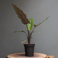 Charcoal Metal Plant Pot Cover With Enamel Interior 10 Charcoal Metal Plant Pot Cover With Enamel Interior -KANG Plants Shop pr2000037568 card3 lg