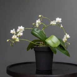 Charcoal Metal Plant Pot Cover With Enamel Interior 11 Charcoal Metal Plant Pot Cover With Enamel Interior -KANG Plants Shop pr2000037568 card4 lg