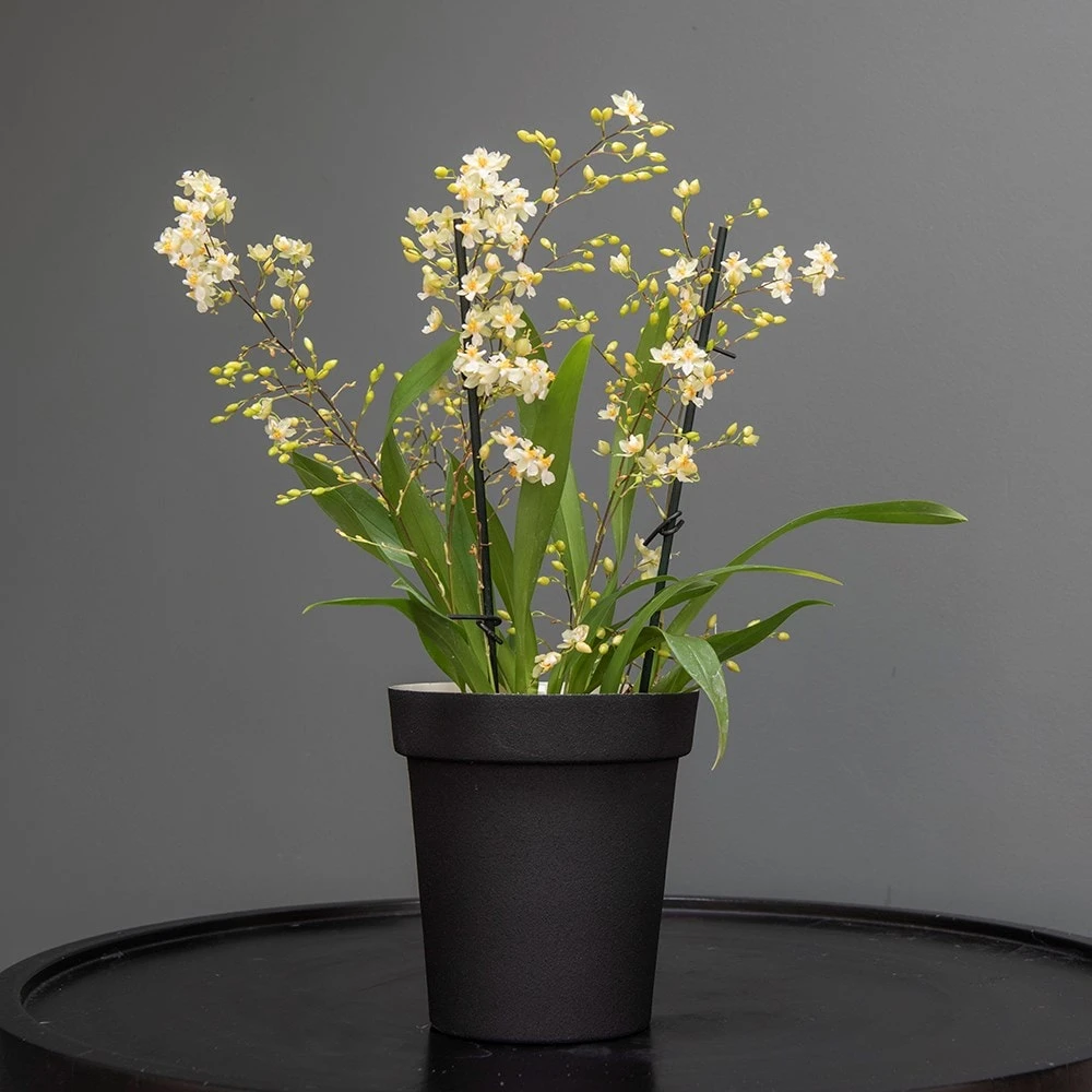 Charcoal Metal Plant Pot Cover With Enamel Interior 8 Charcoal Metal Plant Pot Cover With Enamel Interior - Image 6