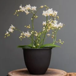 Matt Black Pot Cover With Polished Brass Interior -KANG Plants Shop pr2000037570 card2 lg