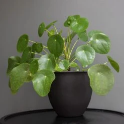 Matt Black Pot Cover With Polished Brass Interior -KANG Plants Shop pr2000037570 card3 lg