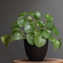 Matt Black Pot Cover With Polished Brass Interior -KANG Plants Shop pr2000037570 card4 lg