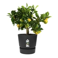 Greenville Round Pot Black 9 Greenville Round Pot Black -KANG Plants Shop pr2000038224 card4 lg