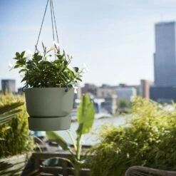 Greenville Hanging Basket Green 8 Greenville Hanging Basket Green -KANG Plants Shop pr2000038231 card3 lg