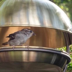 Brushed Brass Hanging Bird Feeding Dome -KANG Plants Shop pr2000040684 card5 lg