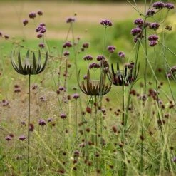 Flower Stake Tealight Holder - Antique Bronze -KANG Plants Shop pr2000040769 card7 lg