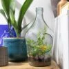 DIY Terrarium Bottle 3 Litre -KANG Plants Shop pr2000040786