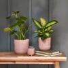 Reactive Glaze Plant Pot - Pink -KANG Plants Shop pr2000040948
