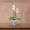 Recycled Glass Flared Orchid Pot - White -KANG Plants Shop pr2000041273
