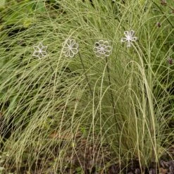 Plant/bulb Marking Stake - Shamrock 11 Plant/bulb Marking Stake - Shamrock -KANG Plants Shop pr2000041716 card5 lg