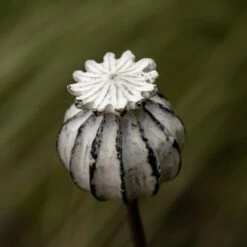 Perennial Plant/bulb Marking Stake Poppy Seed Head 12 Perennial Plant/bulb Marking Stake Poppy Seed Head -KANG Plants Shop pr2000041720 card4 lg