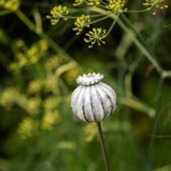 Perennial Plant/bulb Marking Stake Poppy Seed Head 14 Perennial Plant/bulb Marking Stake Poppy Seed Head -KANG Plants Shop pr2000041720 card6 lg