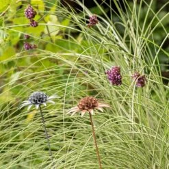 Scabiosa 'deadhead' Stake - Rust -KANG Plants Shop pr2000041723 card5 lg