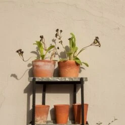 Wall Plant Display -KANG Plants Shop pr2000041734 card5 lg