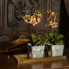 Brass Trays / Shelves - Set Of 4 -KANG Plants Shop pr2000041737