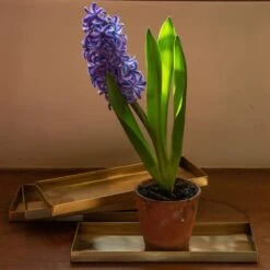 Brass Trays / Shelves - Set Of 4 9 Brass Trays / Shelves - Set Of 4 -KANG Plants Shop pr2000041737 card4 lg