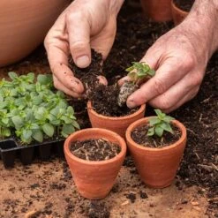 Galvanised Box With Ten Grow Pots -KANG Plants Shop pr2000041739 card5 lg