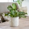 Stoneware Meadow Planter Ivory -KANG Plants Shop pr2000043085