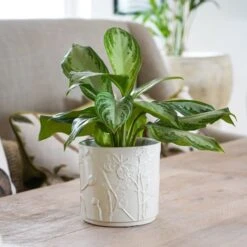 Stoneware Meadow Planter Ivory