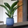 Handthrown Terracotta Plant Pot - Blue 2 Handthrown Terracotta Plant Pot - Blue -KANG Plants Shop pr2000043091