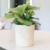 Stoneware Palm Plant Pot - Ivory -KANG Plants Shop pr2000044478