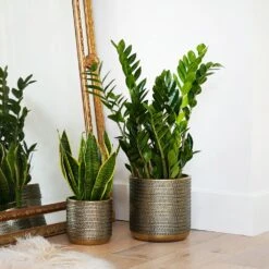 Steel Embossed Plant Pot - Gold -KANG Plants Shop pr2000044668 card3 lg