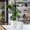 Stoneware Plant Pot & Saucer - White -KANG Plants Shop pr2000044694