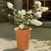 Terracotta Tall Flowerpot -KANG Plants Shop pr2000044713