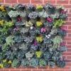 Living Wall Vertical Planting Set - 2.3m2 -KANG Plants Shop pr2000044785