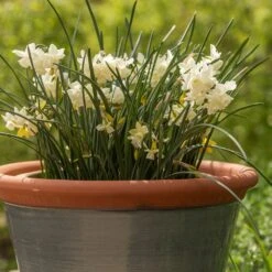 Grey Kitchen Planter 12 Grey Kitchen Planter -KANG Plants Shop pr2000044988 card3 lg