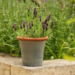 Grey Kitchen Planter 13 Grey Kitchen Planter -KANG Plants Shop pr2000044988 card4 lg