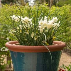 Dark Teal Kitchen Planter -KANG Plants Shop pr2000044992 card3 lg