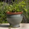 Grey Bellied Planter -KANG Plants Shop pr2000045000