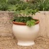 Ivory Bellied Planter -KANG Plants Shop pr2000045026