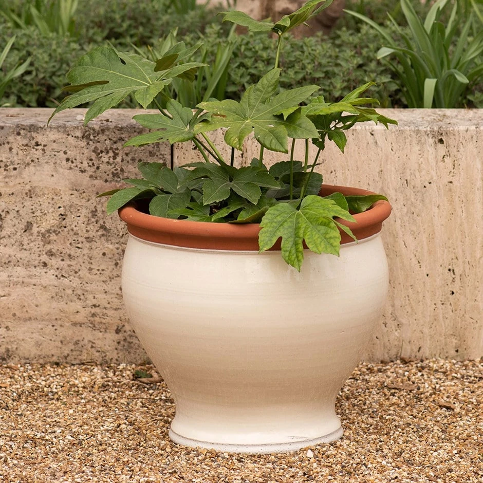 Ivory Bellied Planter 3 Ivory Bellied Planter