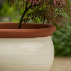 Ivory Bellied Planter 12 Ivory Bellied Planter -KANG Plants Shop pr2000045026 card3 lg